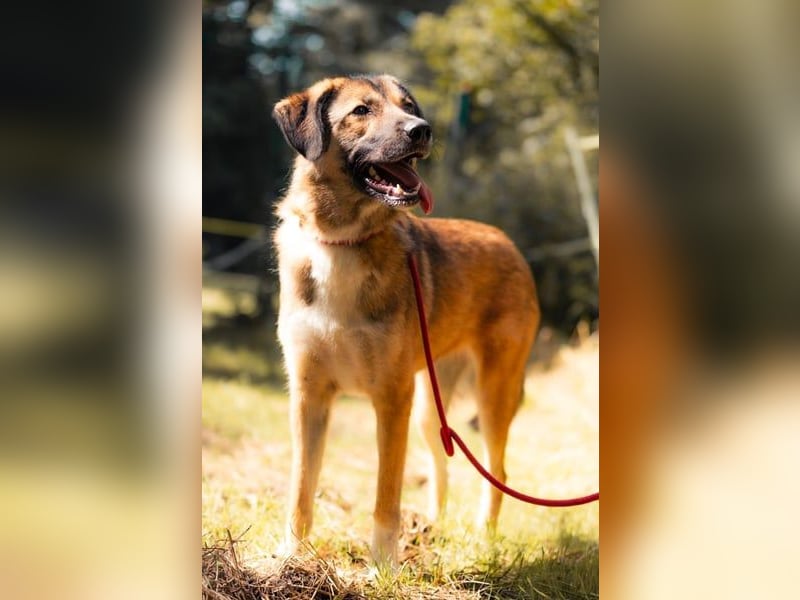 Rey wünscht sich eine eigene Familie (15938 Drahnsdorf)