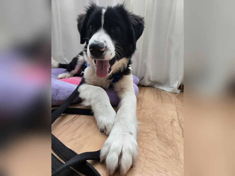 Rolli - 5 Monate, verspielt, menschenbezogen