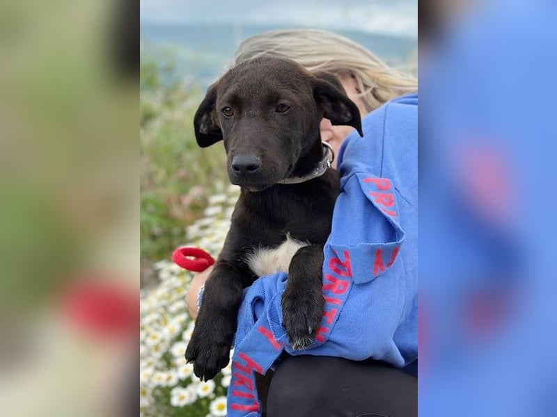 Patch - Neugieriger Jungspund sucht dich! (06886 Lutherstadt Wittenberg)