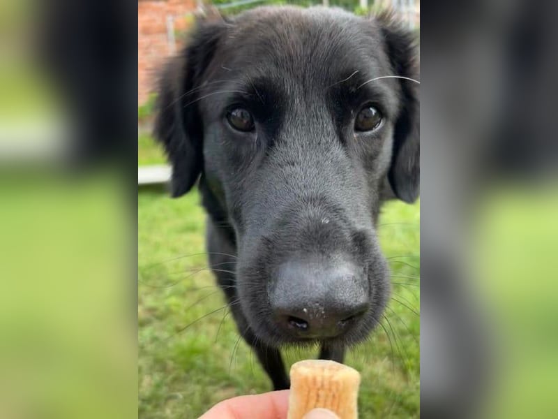 Blacky - Das Glück zum Greifen nah (15938 Drahnsdorf)