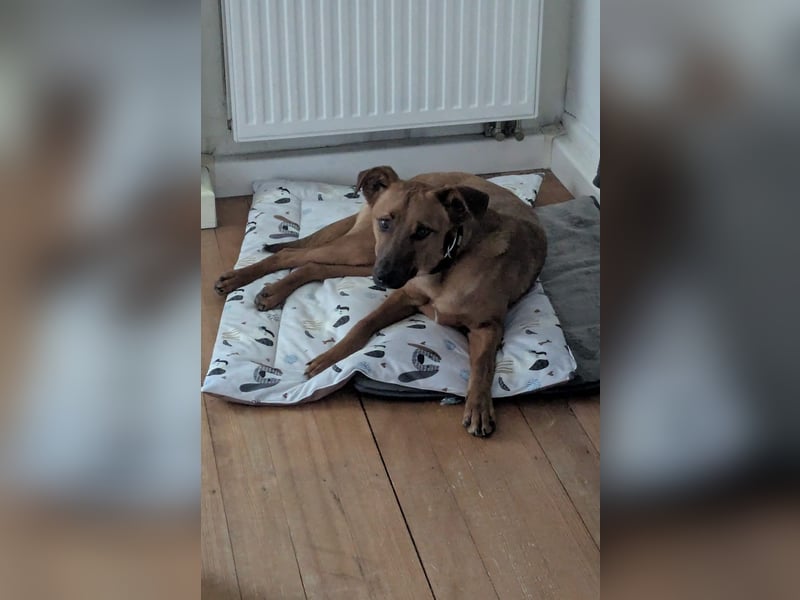 Joschi – ein Freund fürs Leben