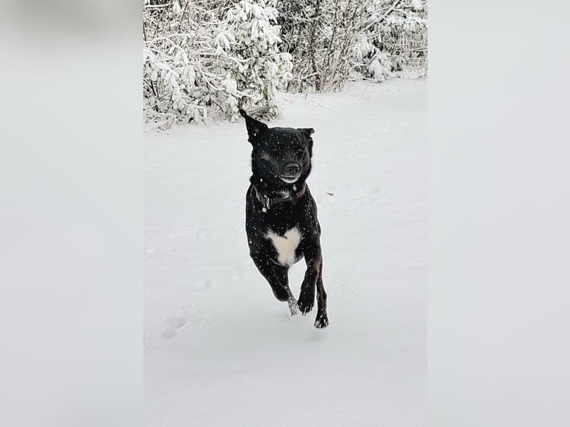 August - Großes Herz sucht Familie für ein dauerhaftes Happy End! (78166 Donaueschingen)