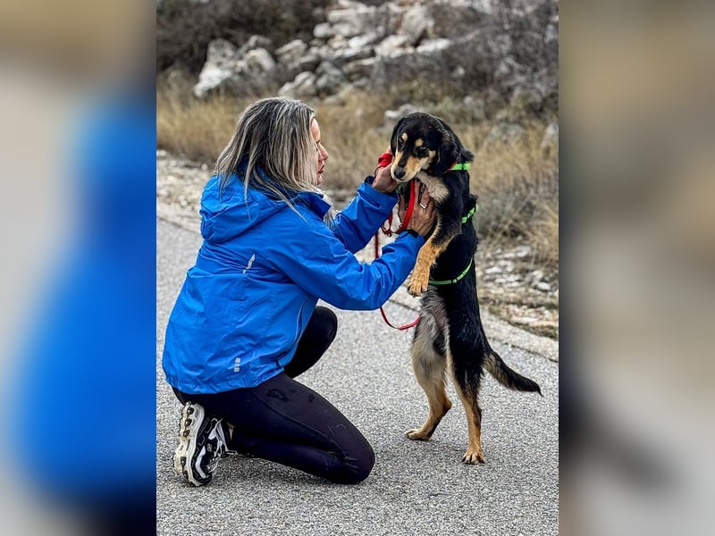 Franzl möchte euer Familienhund werden (85614 Kirchseeon-Eglharting)