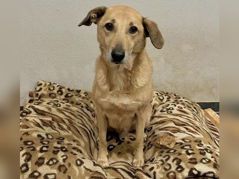 Lucky sehnt sich nach einem Für-immer-Zuhause (84152 Mengkofen)