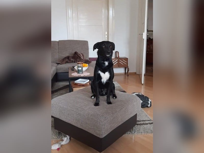 August - Großes Herz sucht Familie für ein dauerhaftes Happy End! (78166 Donaueschingen)