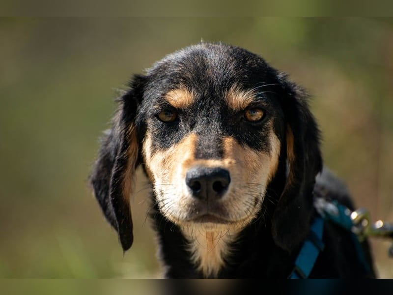 Franzl möchte euer Familienhund werden (85614 Kirchseeon-Eglharting)