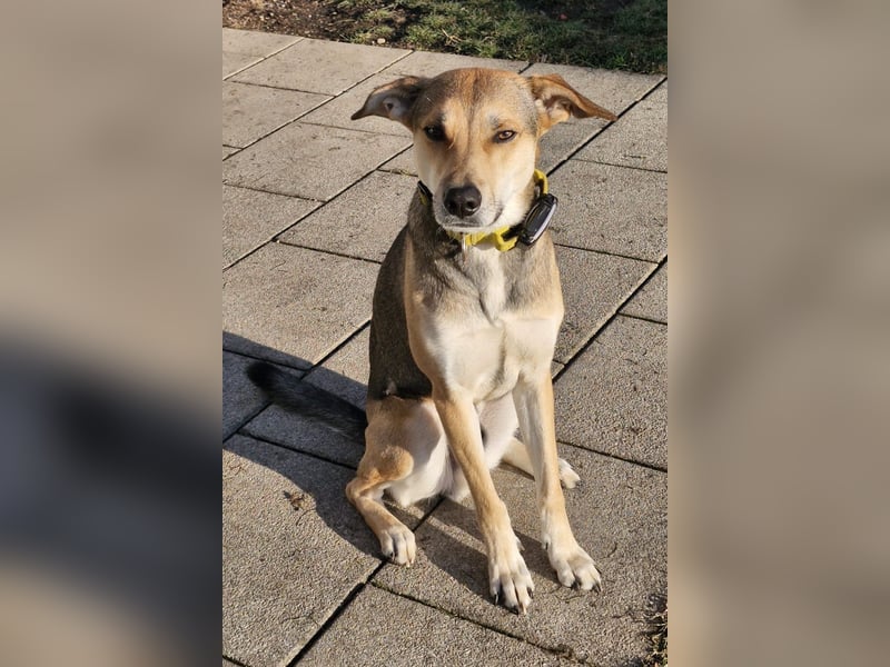 Trusky - sensibler Jungspund sucht Sicherheit (83098 Brannenburg)