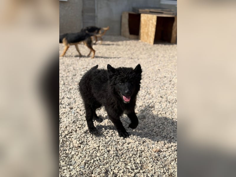 Kiano - Freund fürs Leben gesucht