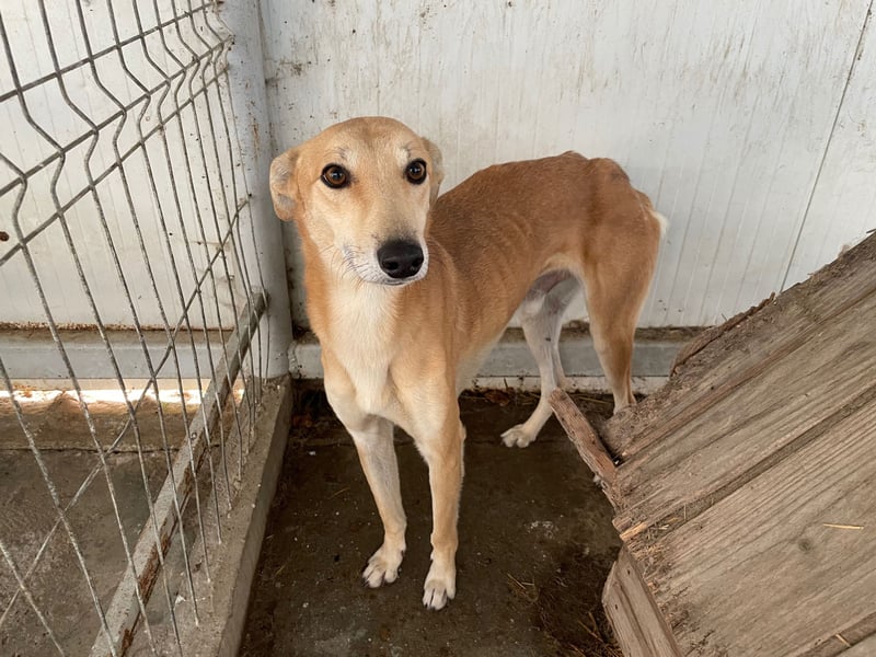 TOFU sucht ein Zuhause