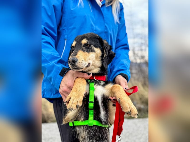 Franzl möchte euer Familienhund werden (85614 Kirchseeon-Eglharting)