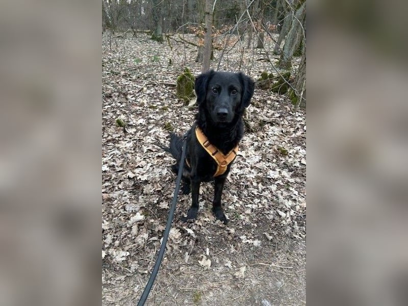 Blacky - Das Glück zum Greifen nah (15938 Drahnsdorf)