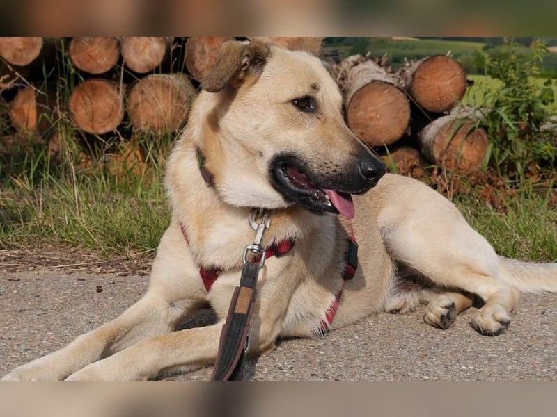 Lucky sehnt sich nach einem Für-immer-Zuhause (84152 Mengkofen)