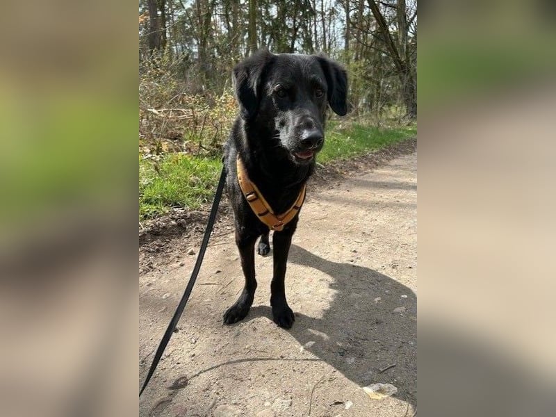 Blacky - Das Glück zum Greifen nah (15938 Drahnsdorf)