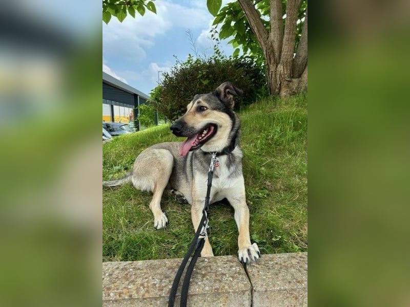 Ahri wünscht sich eine Familie für immer (51145 Köln)