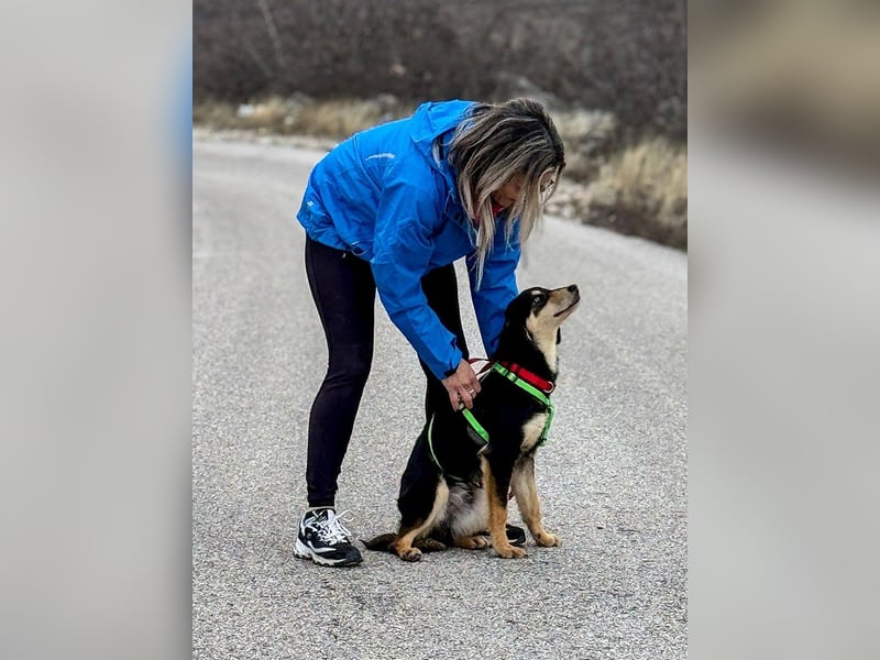 Franzl möchte euer Familienhund werden (85614 Kirchseeon-Eglharting)