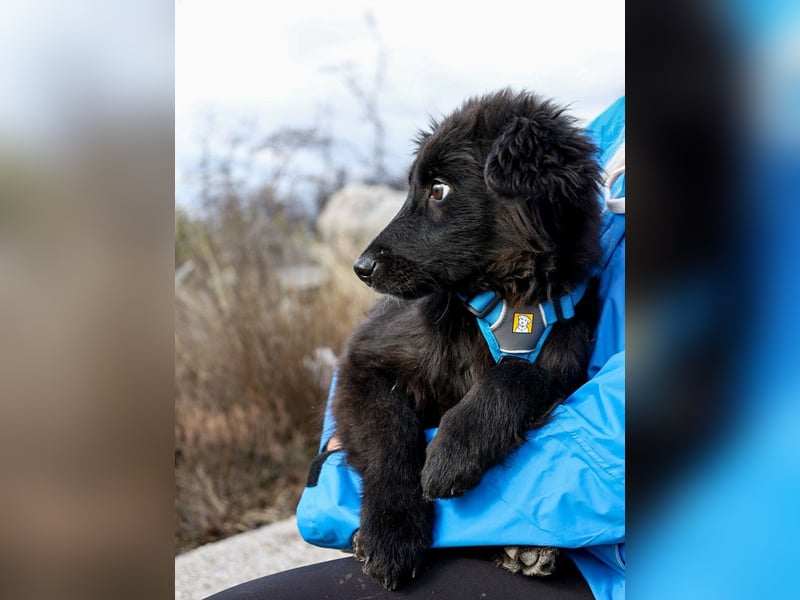 Robbie wünscht sich sein eigenes Körbchen (53498 Bad Breisig)