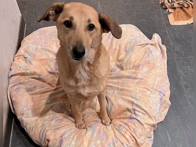 Lucky sehnt sich nach einem Für-immer-Zuhause (84152 Mengkofen)