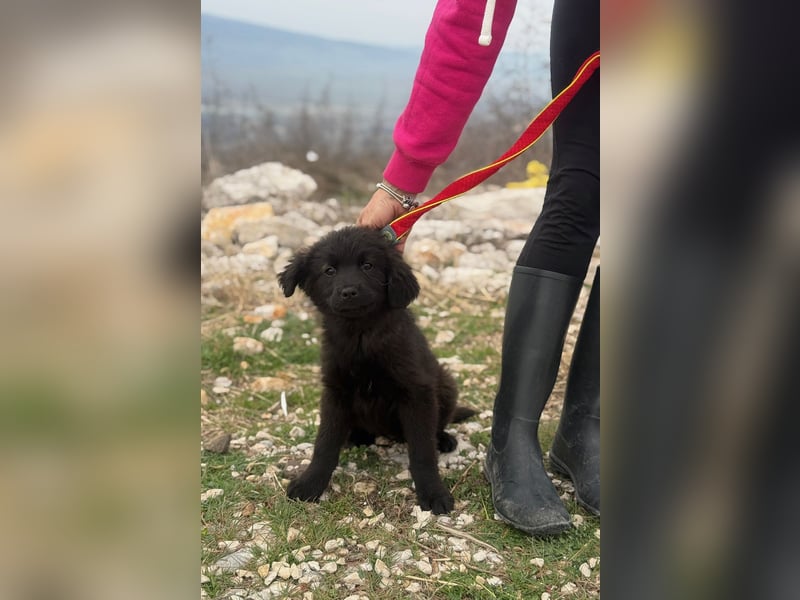 Zoe sucht ein liebevolles Zuhause (47506 Neukirchen-Vluyn)