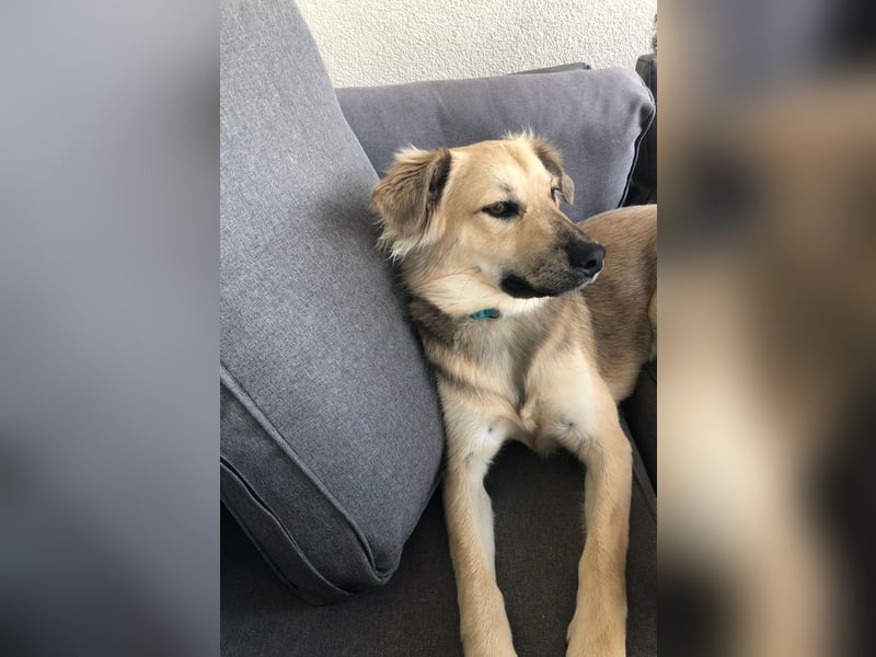 Luna möchte Teil deiner Familie werden