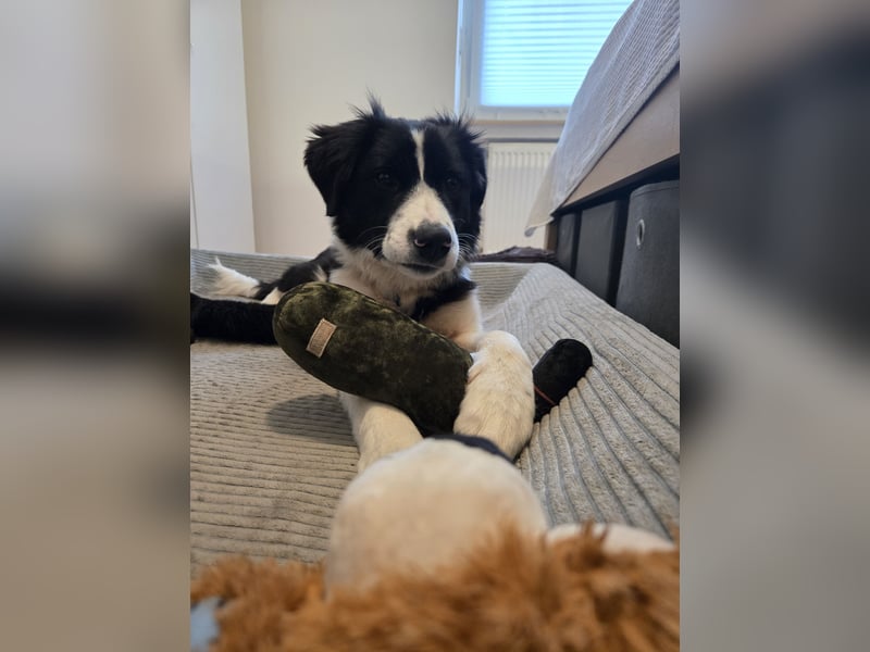 Rolli - 5 Monate, verspielt, menschenbezogen