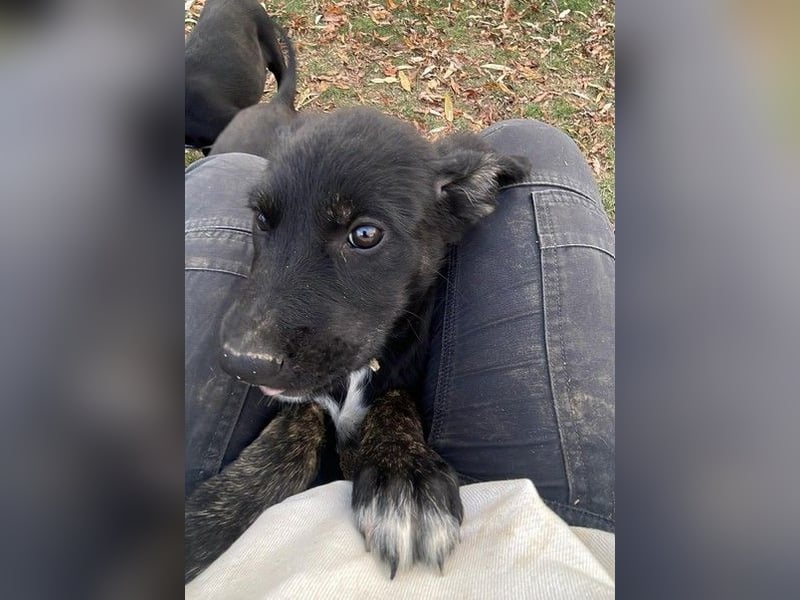 Unsere süße Chanel wartet auf ihre eigene Familie!