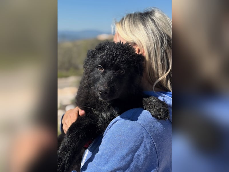 Kiano - Freund fürs Leben gesucht