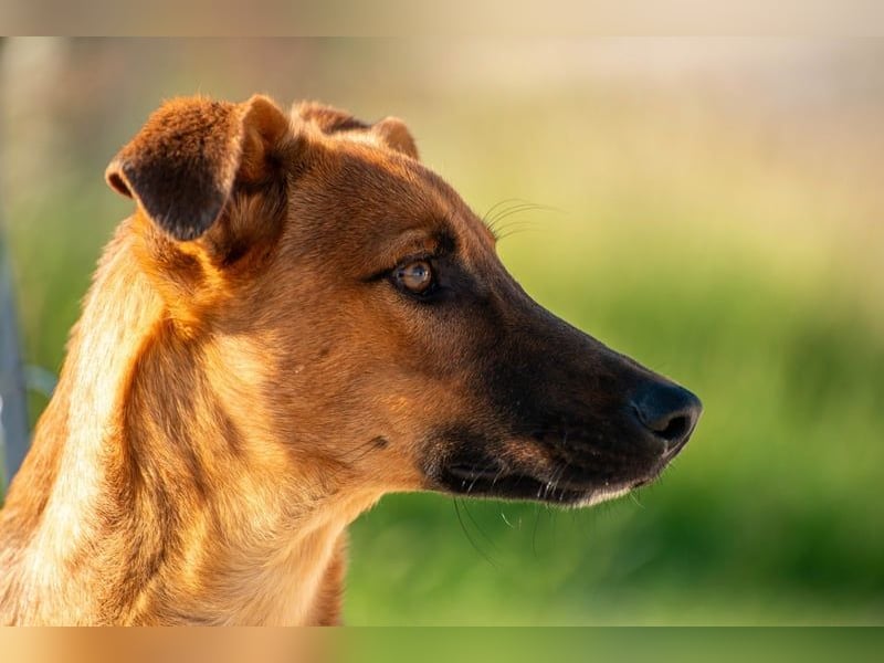 Joschi – ein Freund fürs Leben