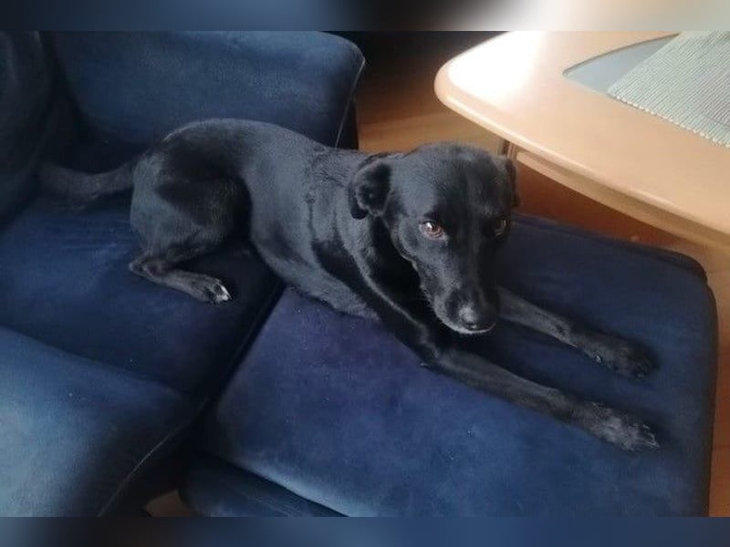 August - Großes Herz sucht Familie für ein dauerhaftes Happy End! (84144 Geisenhausen)