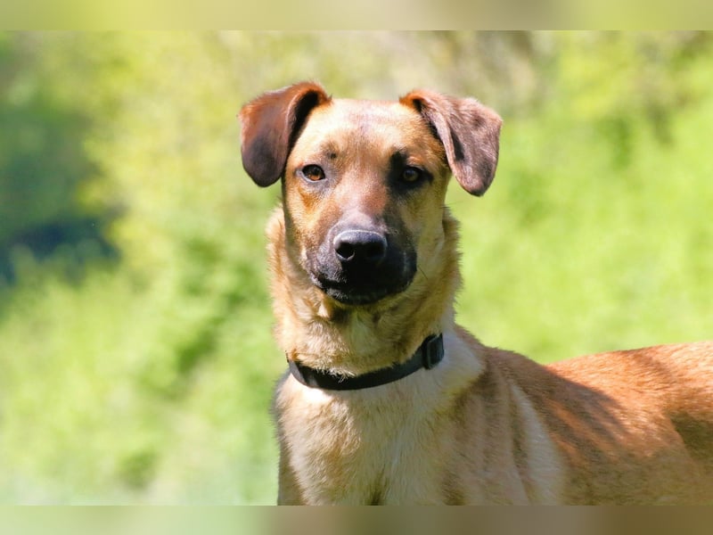 Maddox sucht Menschen, die ihm die Welt zeigen (73630 Remshalden)