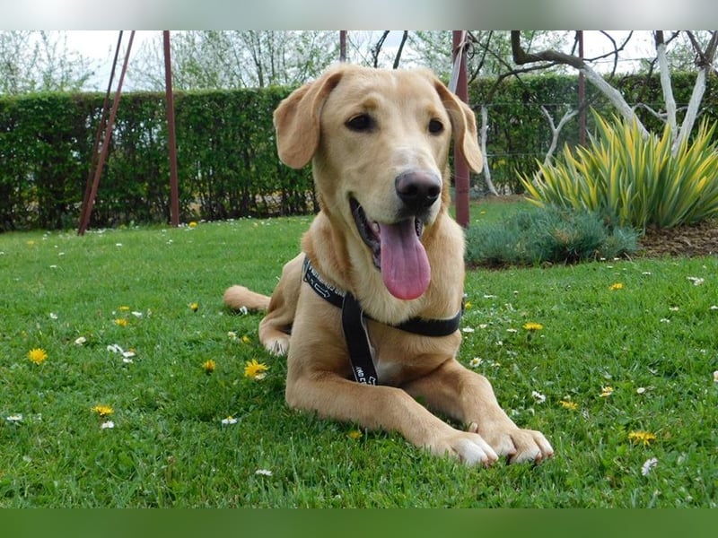 Charlie - Wer nimmt sich Zeit, ihn kennenzulernen? (07806 Weira)