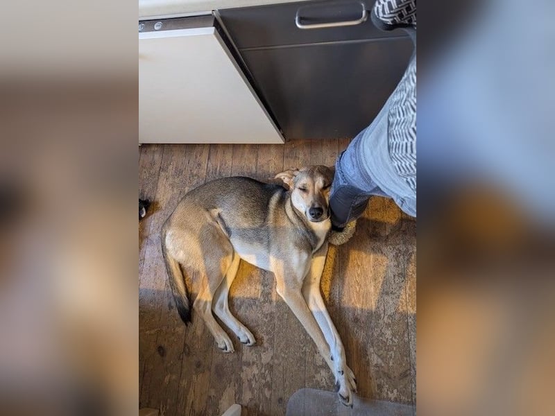 Trusky - sensibler Jungspund sucht Sicherheit