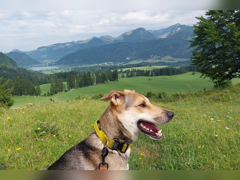 Trusky - sensibler Jungspund sucht Sicherheit (83098 Brannenburg)