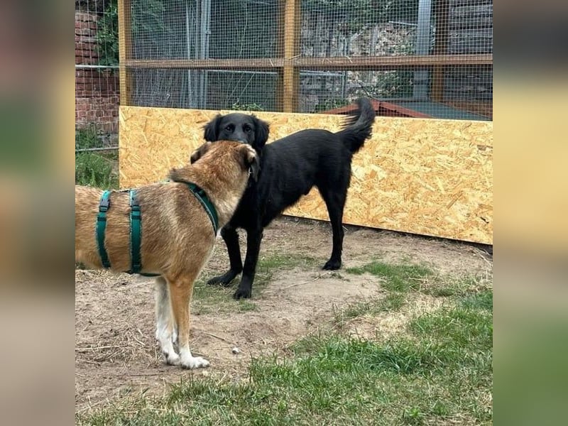 Blacky - Das Glück zum Greifen nah (15938 Drahnsdorf)