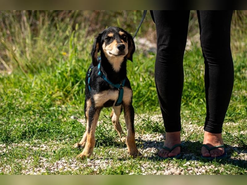Franzl möchte euer Familienhund werden (85614 Kirchseeon-Eglharting)