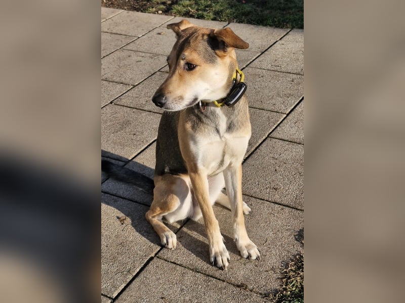 Trusky - sensibler Jungspund sucht Sicherheit (83098 Brannenburg)