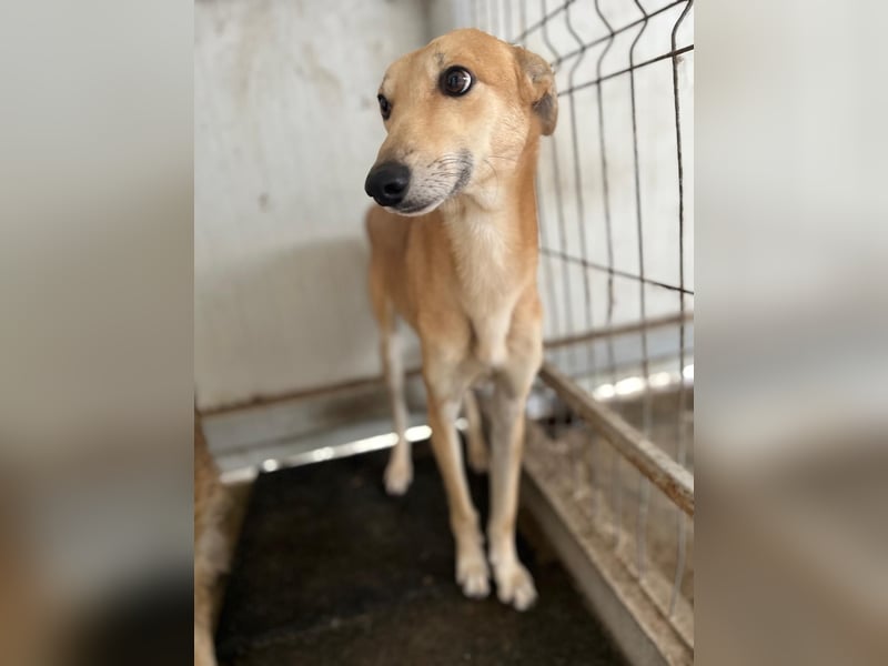 TOFU sucht ein Zuhause