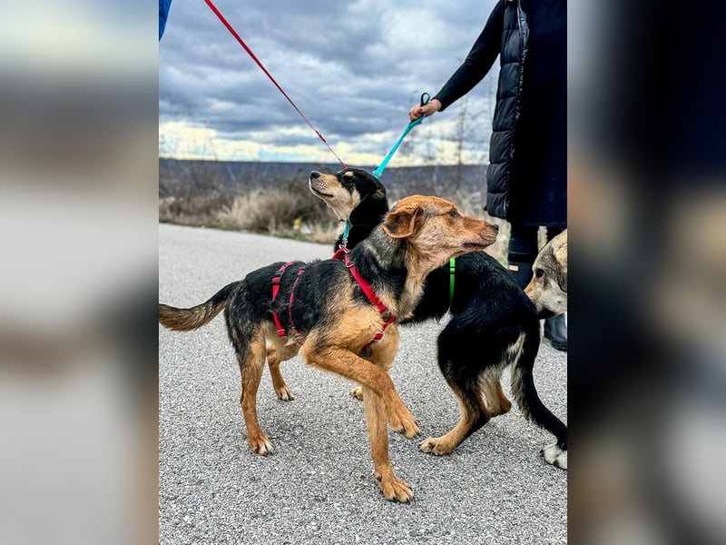 Elara möchte Teil eurer Familie werden (85591 Vaterstetten)