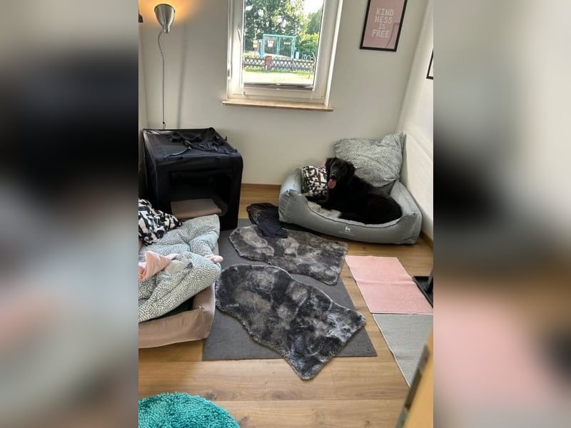 Blacky - Das Glück zum Greifen nah (15938 Drahnsdorf)