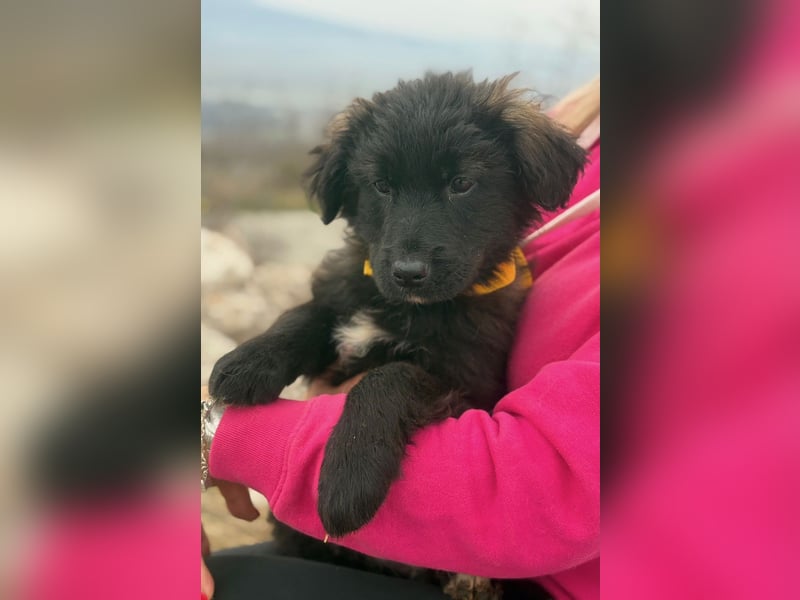 Momo sucht ein liebevolles Zuhause (80997 München)