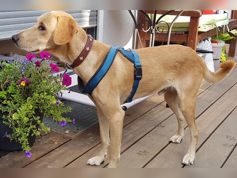 Charlie - Wer nimmt sich Zeit, ihn kennenzulernen? (07806 Weira)