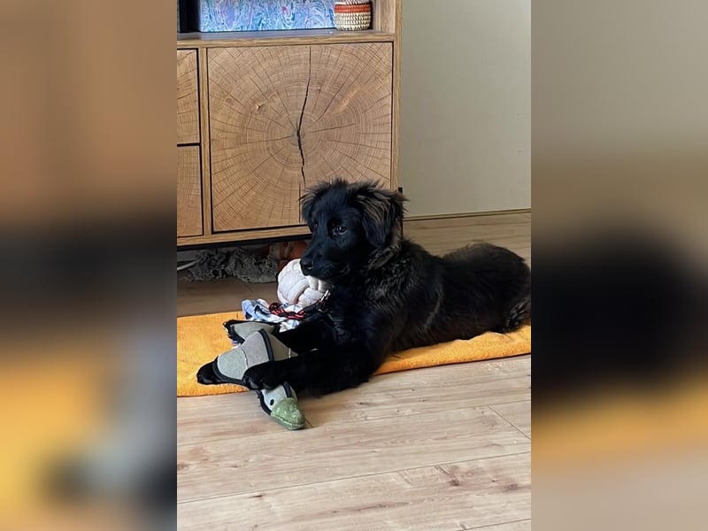 Momo sucht ein liebevolles Zuhause (80997 München)
