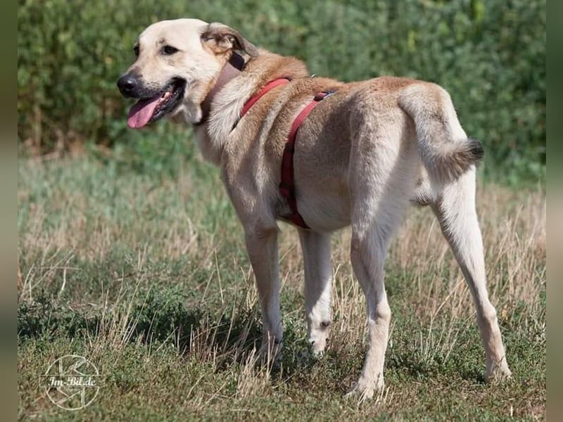 Lucky sehnt sich nach einem Für-immer-Zuhause (84152 Mengkofen)