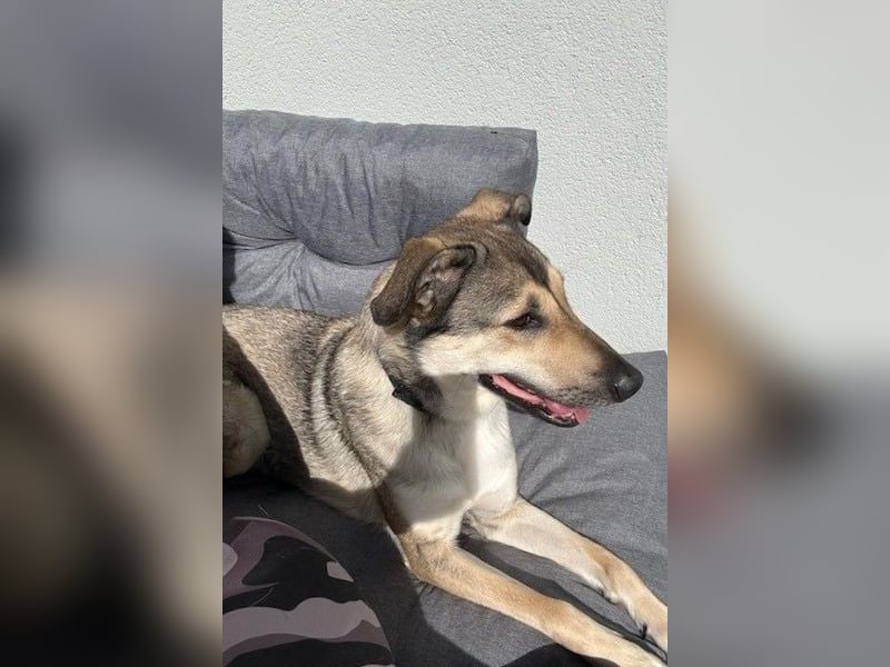 Ahri wünscht sich eine Familie für immer (51145 Köln)