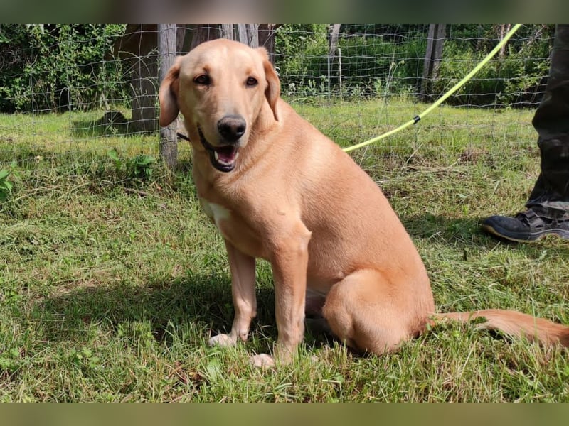 Charlie - Wer nimmt sich Zeit, ihn kennenzulernen? (07806 Weira)