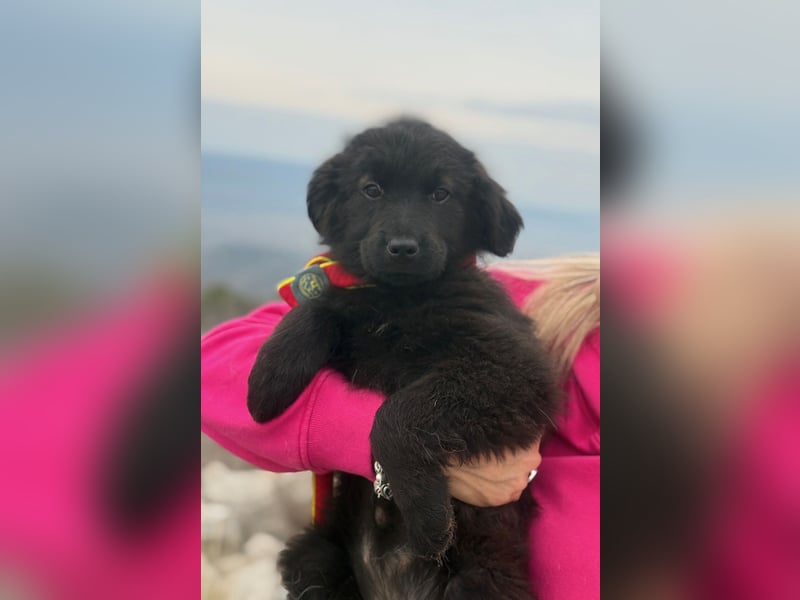 Zoe sucht ein liebevolles Zuhause (47506 Neukirchen-Vluyn)