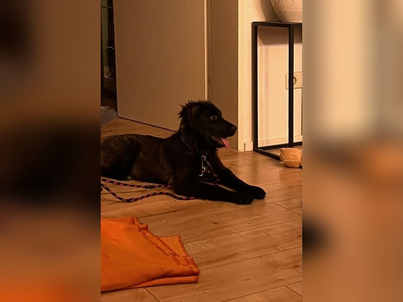 Momo sucht ein liebevolles Zuhause (80997 München)