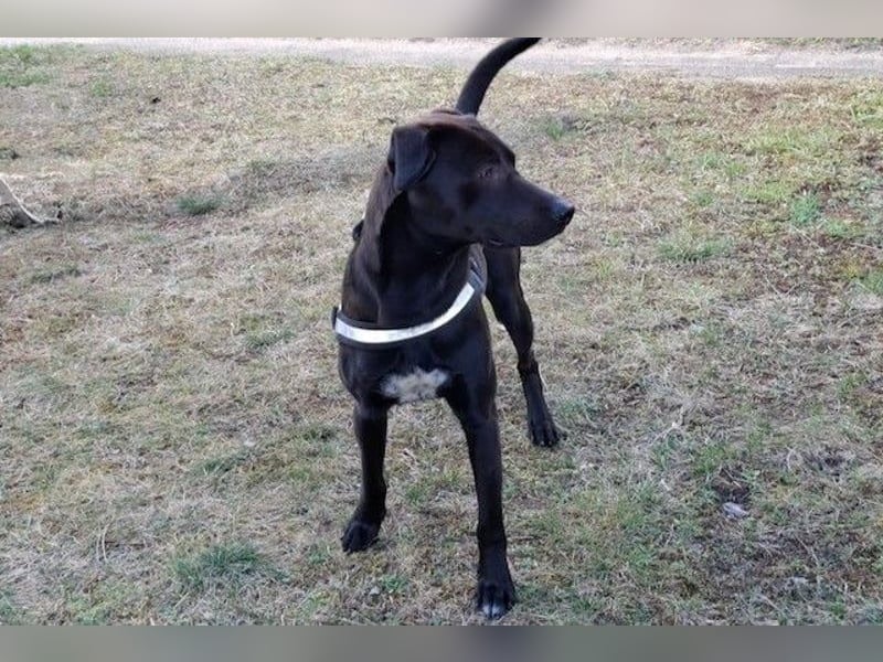 Patch - Neugieriger Jungspund sucht dich! (06886 Lutherstadt Wittenberg)