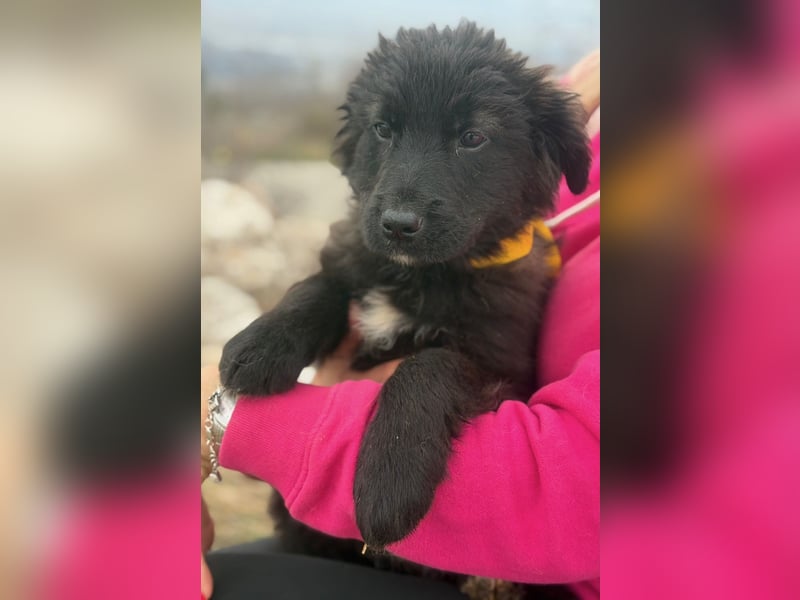 Momo sucht ein liebevolles Zuhause (80997 München)