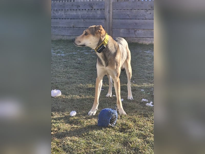 Trusky - sensibler Jungspund sucht Sicherheit (83098 Brannenburg)