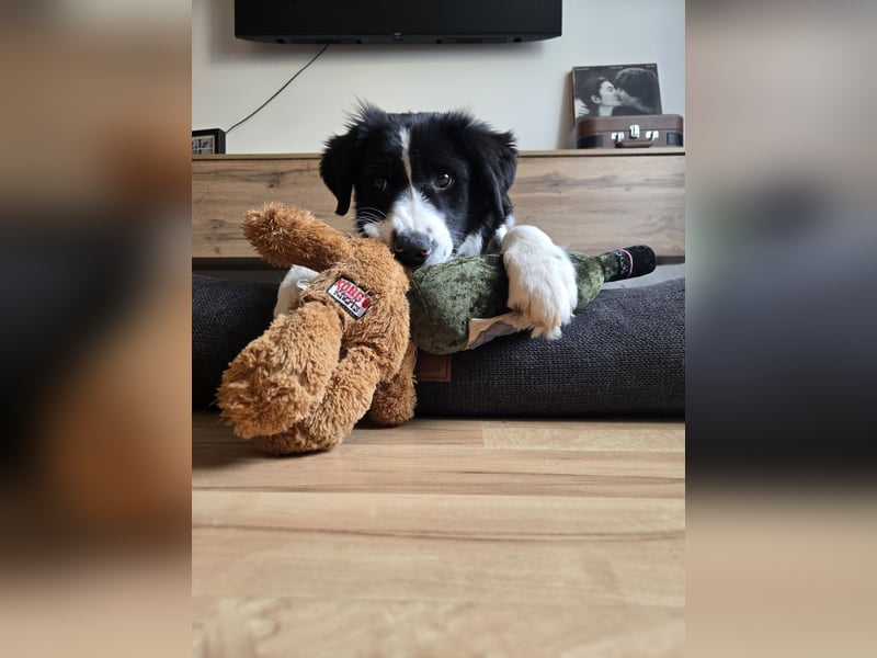 Rolli - 5 Monate, verspielt, menschenbezogen